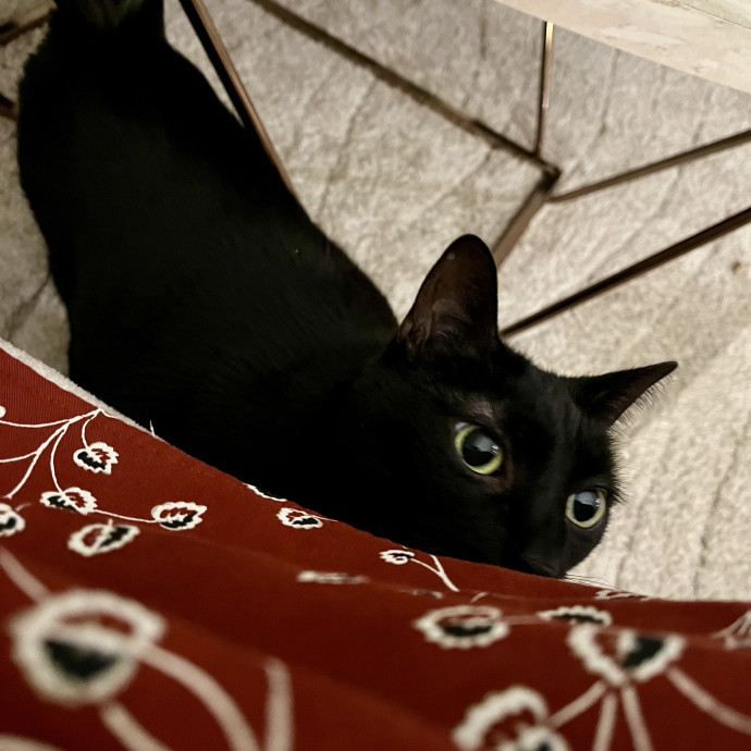 Your Cat's New Favorite Human