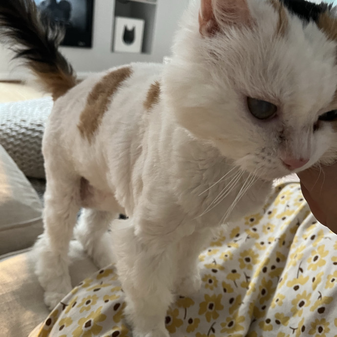 Your Cat's New Favorite Human