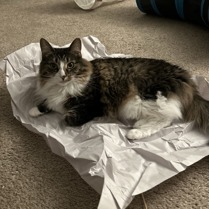 Your Cat's New Favorite Human photo 3