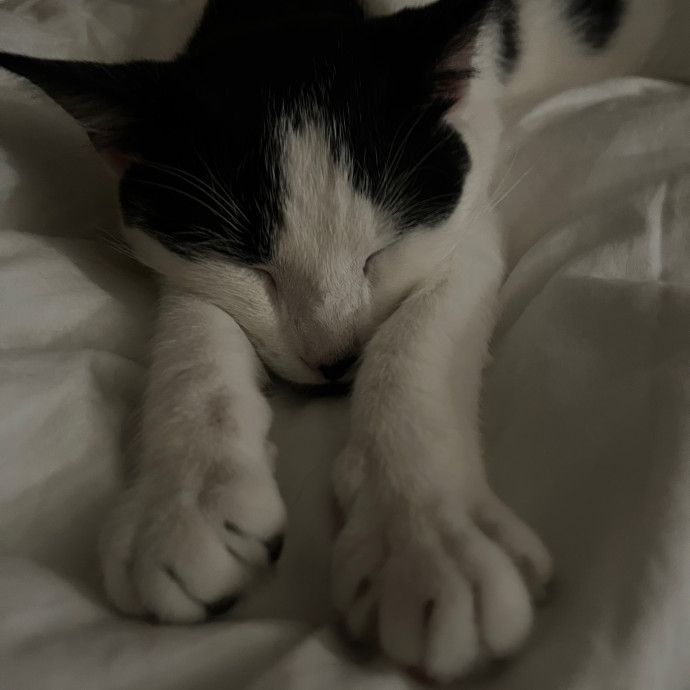Genn's Kitty Comforts