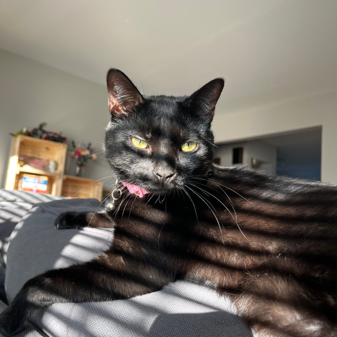 Genn's Kitty Comforts