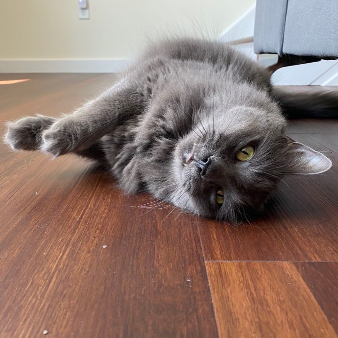 Genn's Kitty Comforts photo 3
