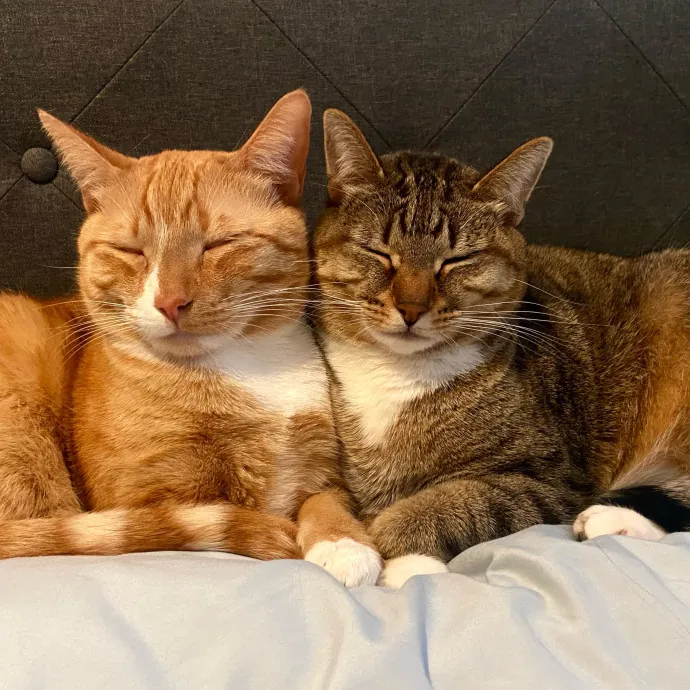 Paw-Sitive Cat Sitter