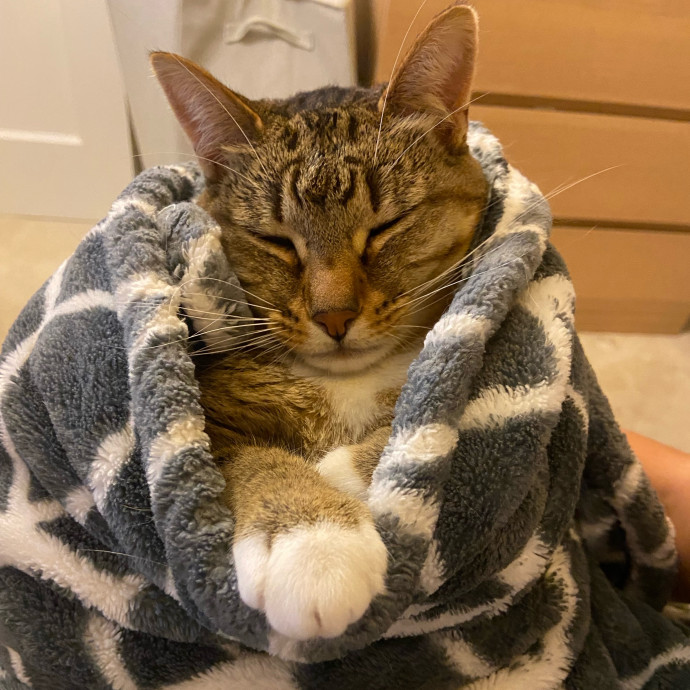 Paw-Sitive Cat Sitter