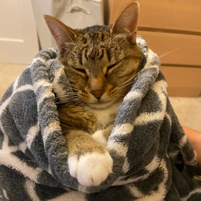 Paw-Sitive Cat Sitter