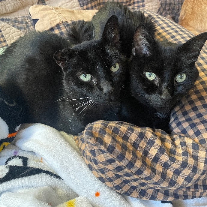 Noco Cat Nanny