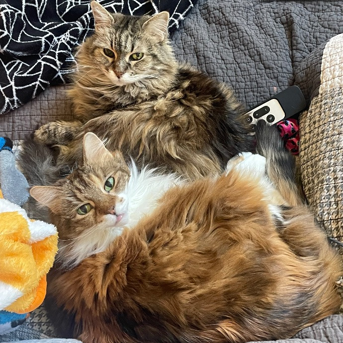 Noco Cat Nanny