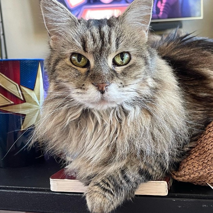 Noco Cat Nanny