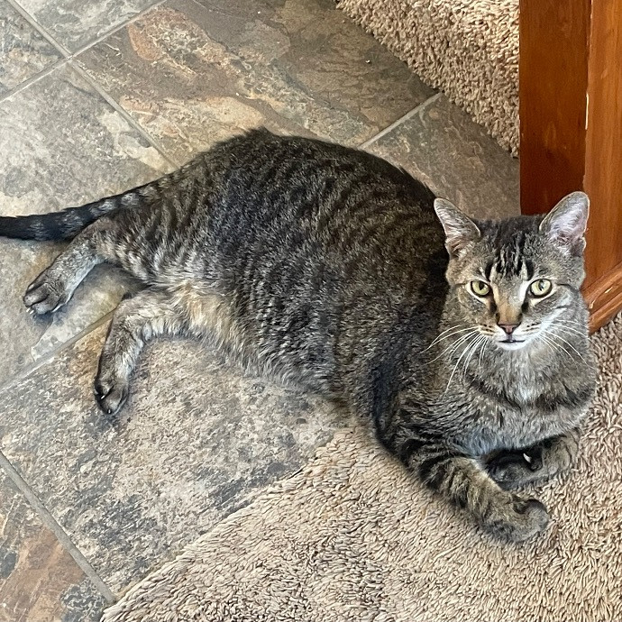 Noco Cat Nanny
