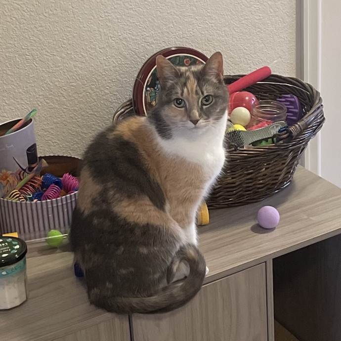 Noco Cat Nanny