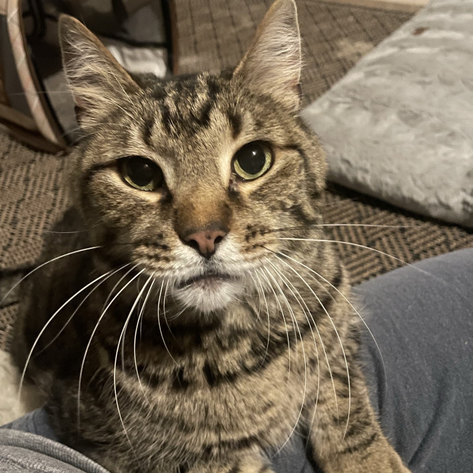 Noco Cat Nanny