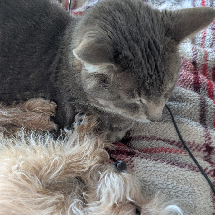 Purrs Fur Us Kitty Care