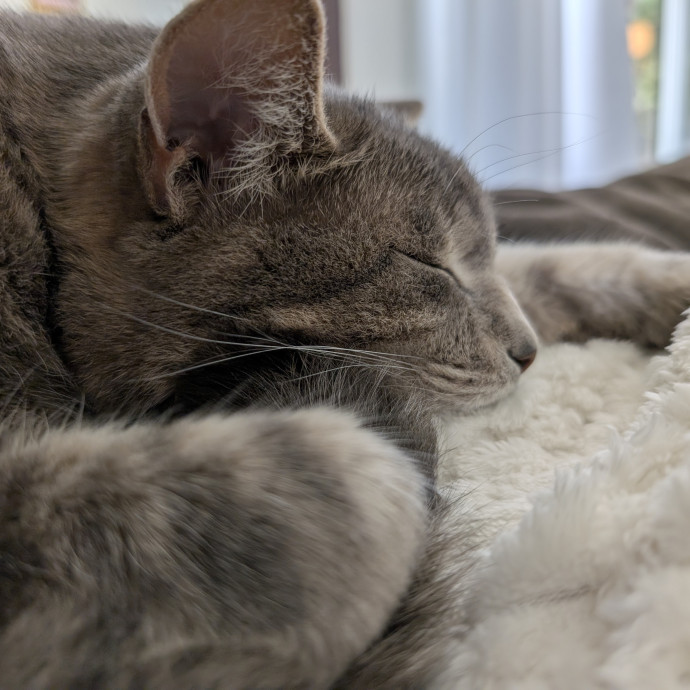 Purrs Fur Us Kitty Care photo 3