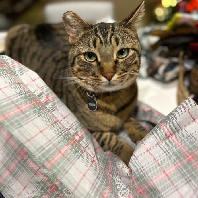 Nicole The Cat Nanny