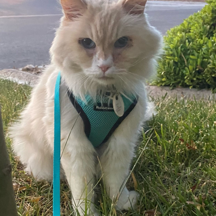 Nicole The Cat Nanny