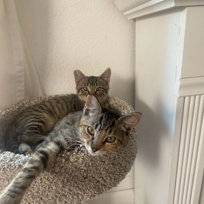 Nicole The Cat Nanny