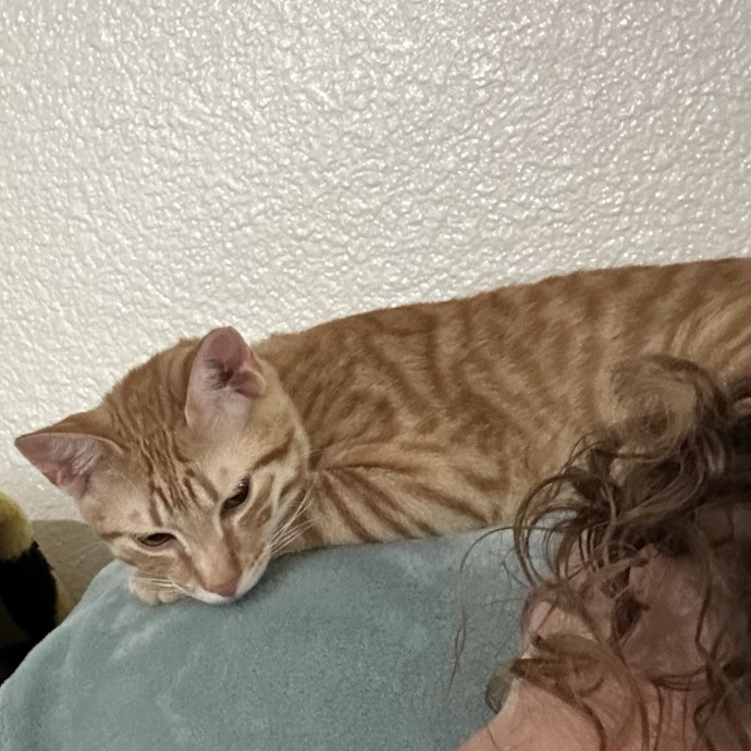 Nicole The Cat Nanny photo 3