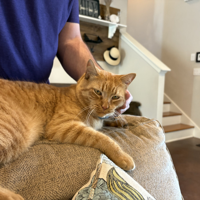 Reliable Austin Cat Sitter