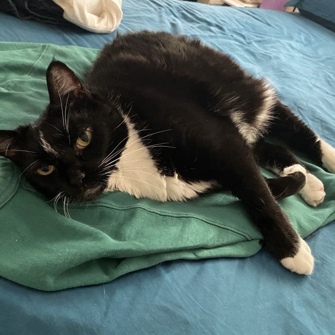 Reliable Austin Cat Sitter photo 3
