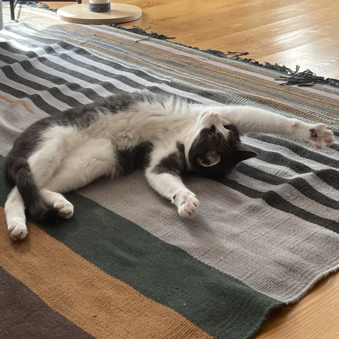 Safe Sweet  Loving Cat Care
