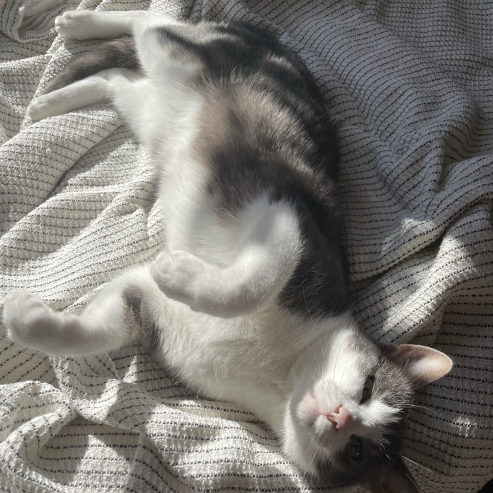 Safe Sweet  Loving Cat Care
