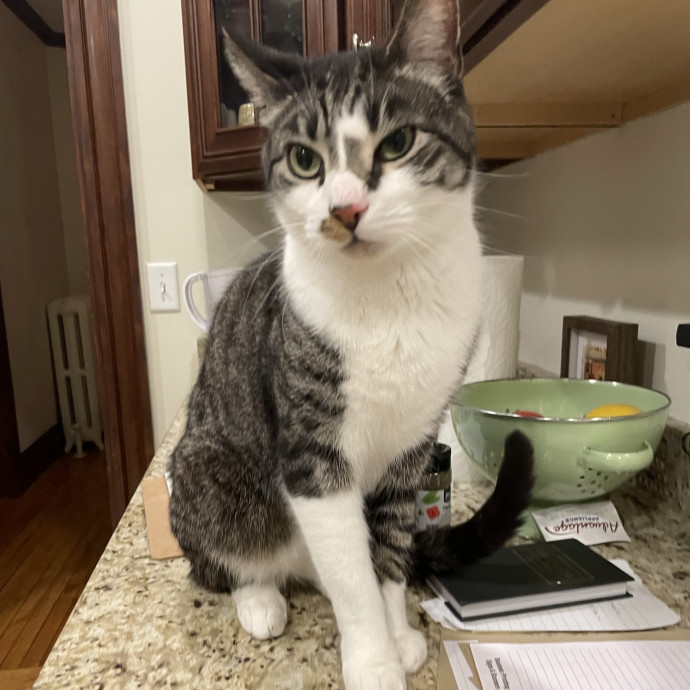Safe Sweet  Loving Cat Care photo 3