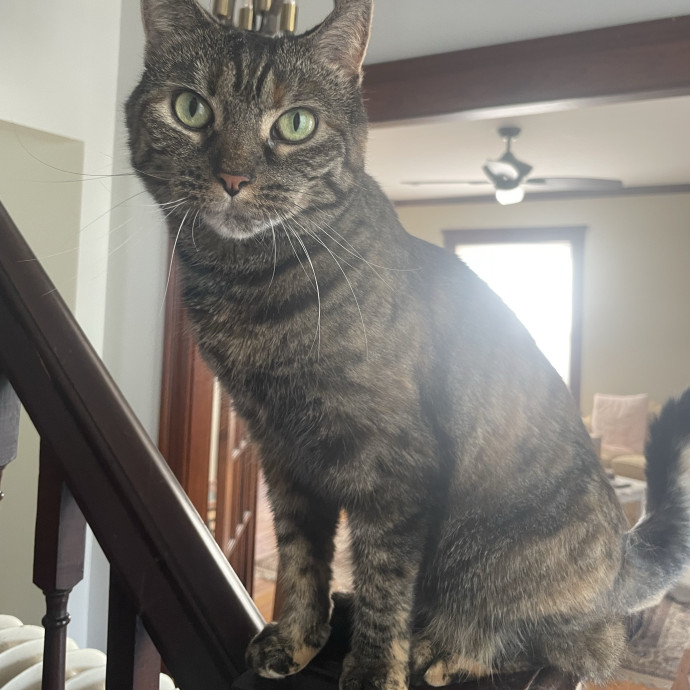 Safe Sweet  Loving Cat Care photo 2
