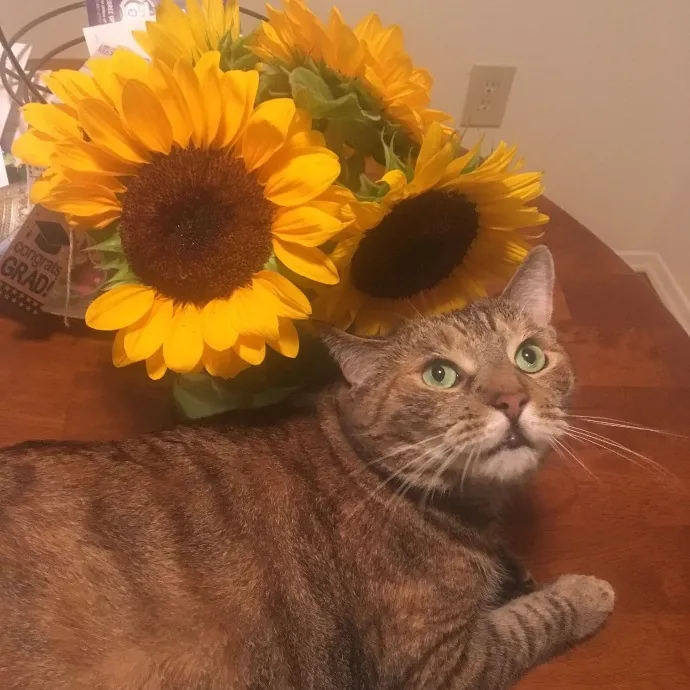 Everyday Is Caturday With Jo photo 3
