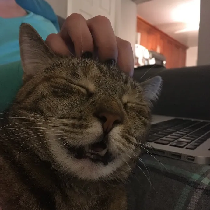 Everyday Is Caturday With Jo photo 2
