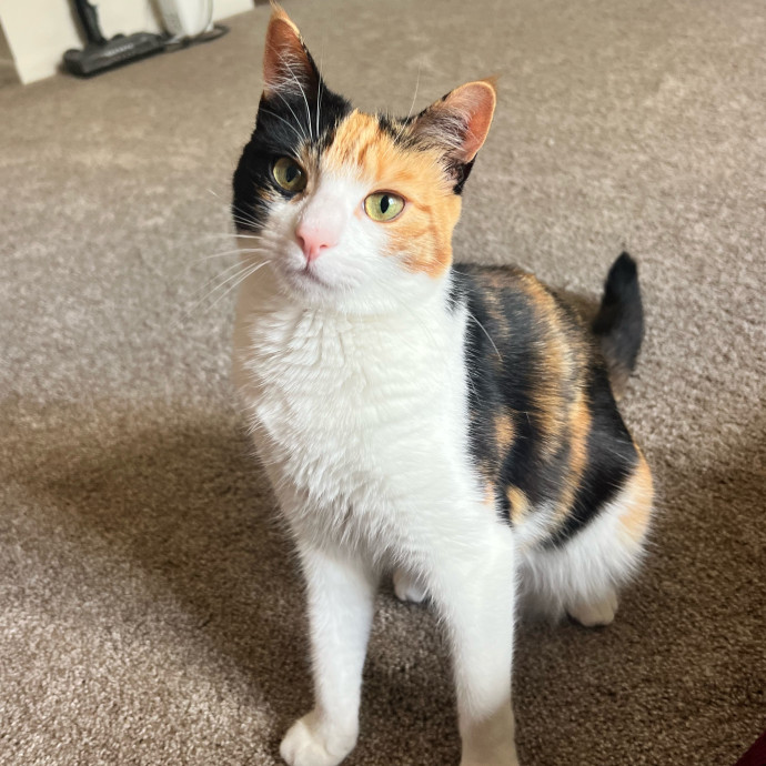 Soph's Purr-Fect Petsitting photo 2