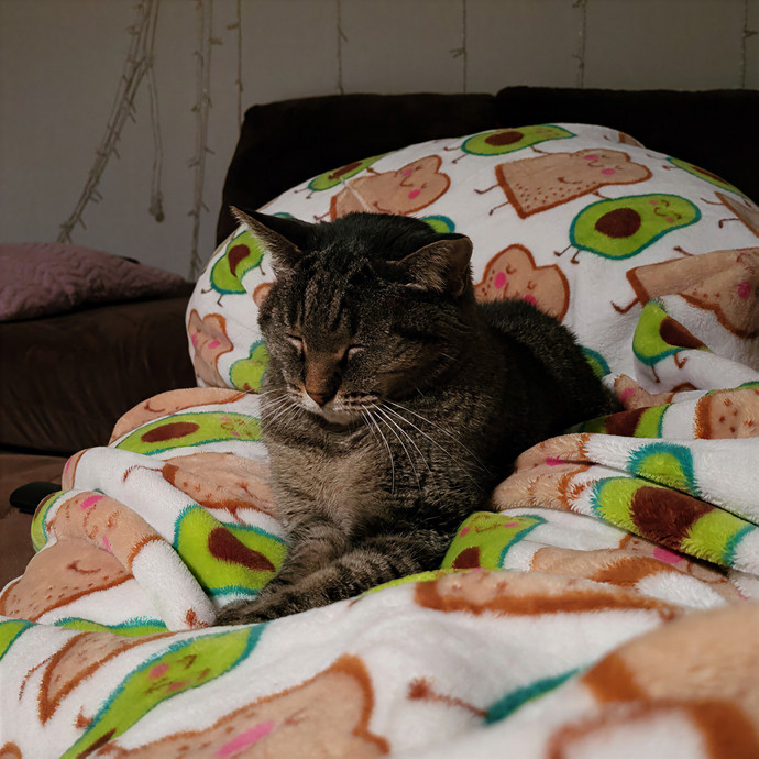 Pat's Purrfect Cat Sitting photo 2