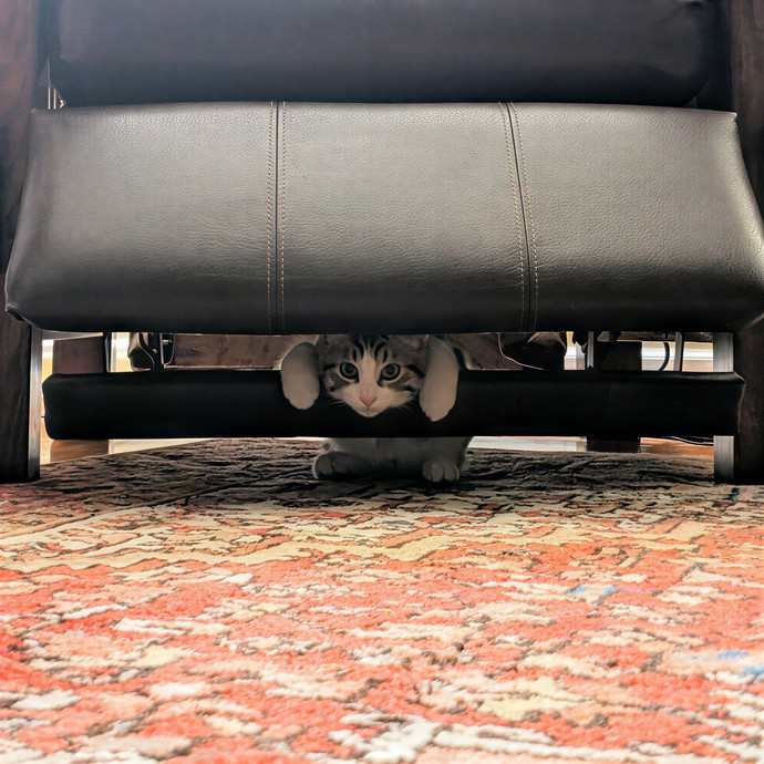 Kat's Meowvelous Cat Care