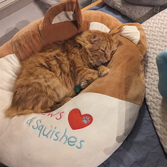 Kat's Meowvelous Cat Care