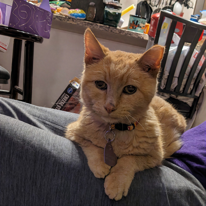 Kat's Meowvelous Cat Care