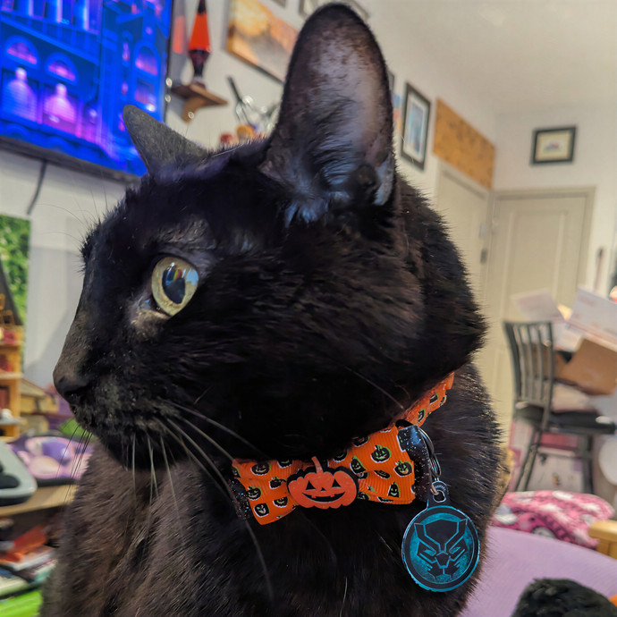 Kat's Meowvelous Cat Care