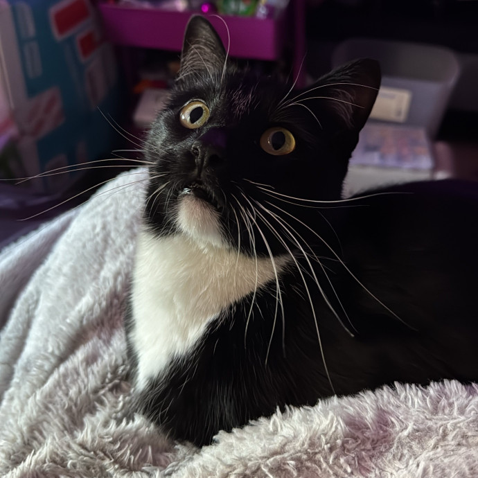 Kat's Meowvelous Cat Care