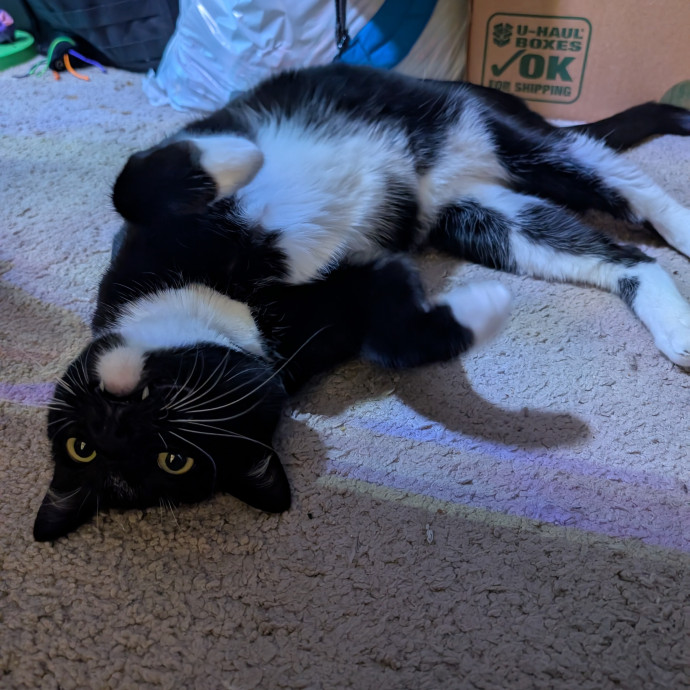 Kat's Meowvelous Cat Care photo 3