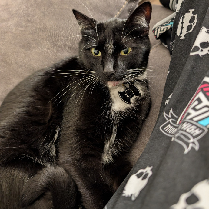 Kat's Meowvelous Cat Care photo 2