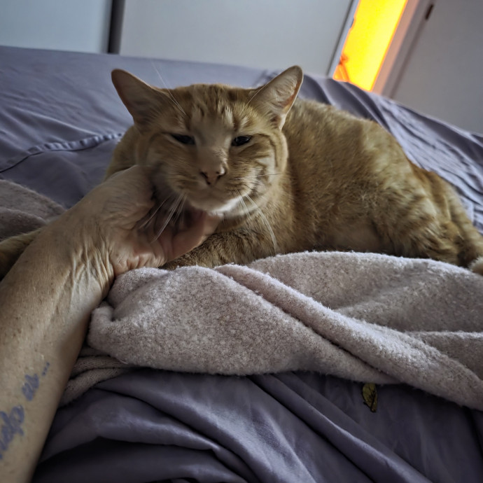 Fluent In Feline - Exceptional Care