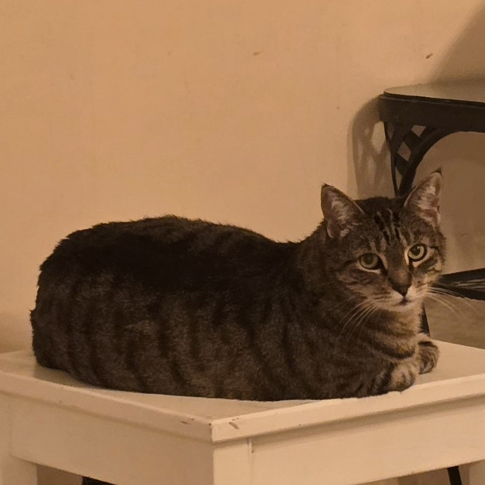 Fluent In Feline - Exceptional Care