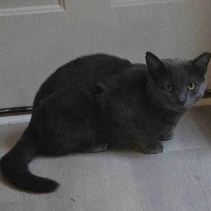 Fluent In Feline - Exceptional Care