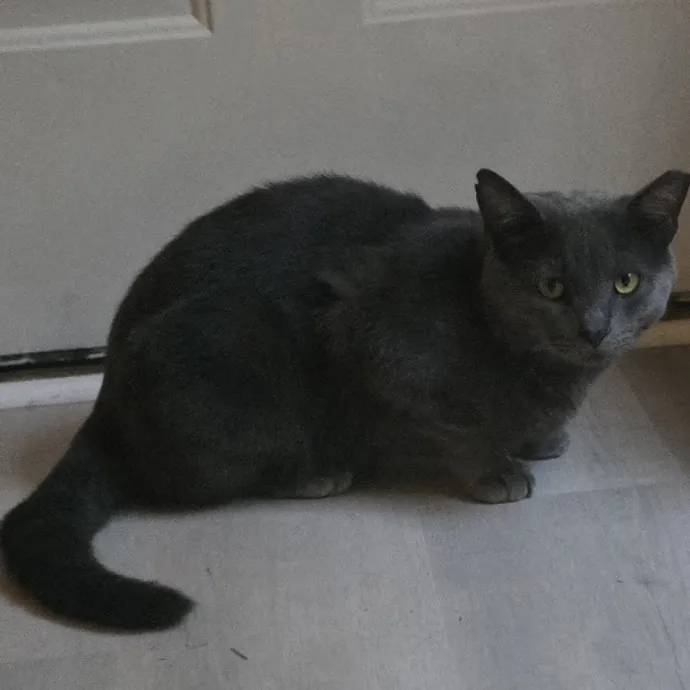 Fluent In Feline - Exceptional Care