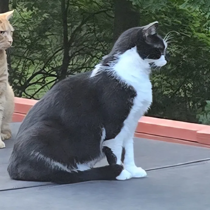 Fluent In Feline - Exceptional Care