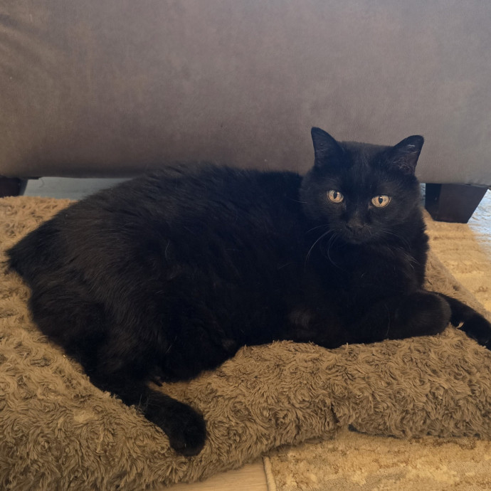 Fluent In Feline - Exceptional Care