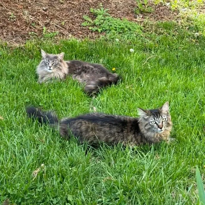 Fluent In Feline - Exceptional Care photo 4