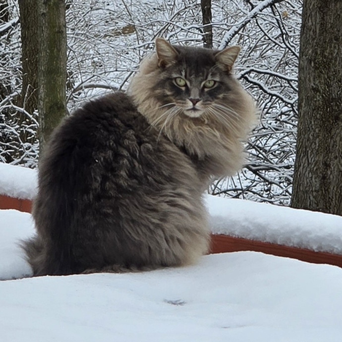 Fluent In Feline - Exceptional Care photo 3