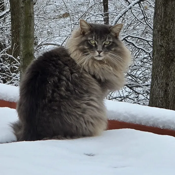 Fluent In Feline - Exceptional Care photo 3