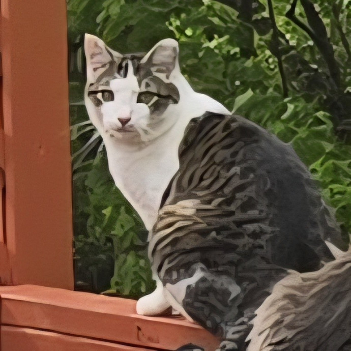 Fluent In Feline - Exceptional Care photo 2