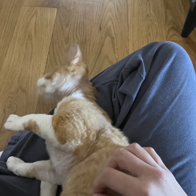 Loving And Reliable Cat Sitter