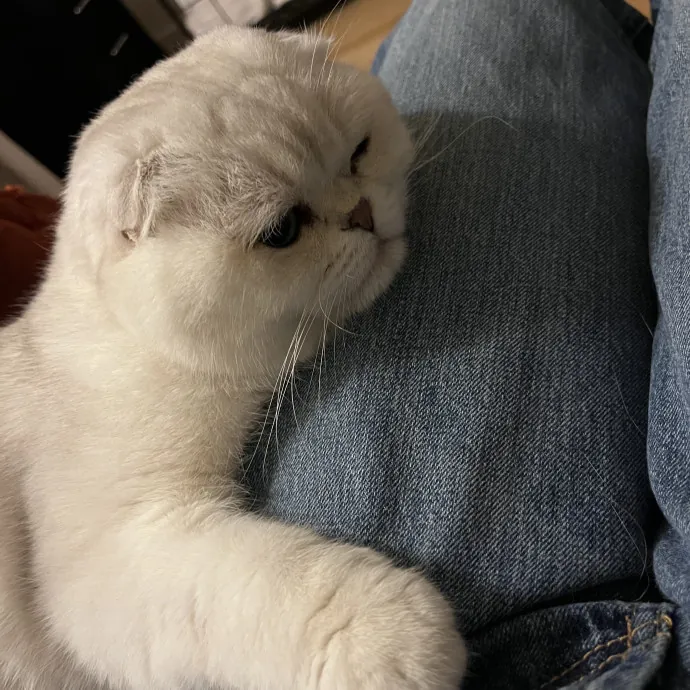 Loving And Reliable Cat Sitter